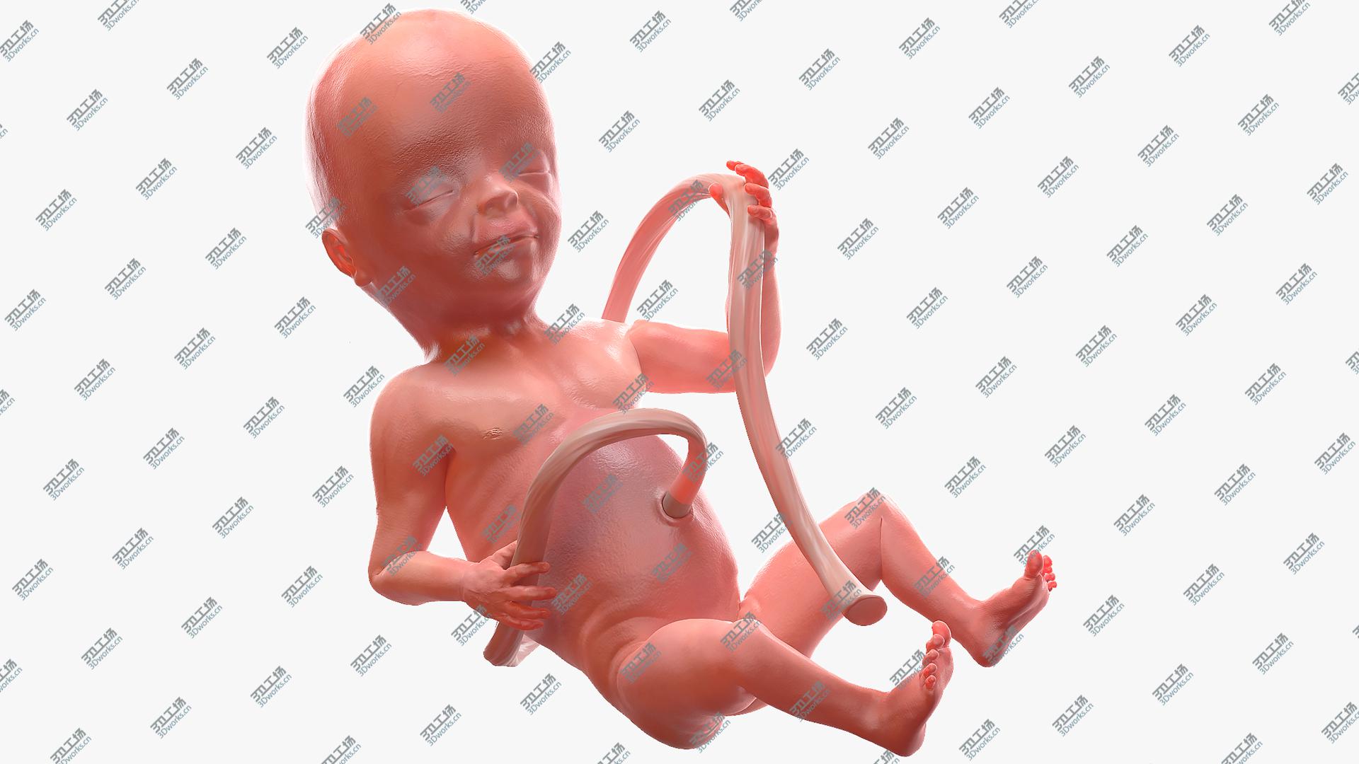 images/goods_img/20210313/Human Fetus at 20 Weeks Rigged 3D model/1.jpg
